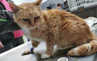 fundkatze thueringen blutet