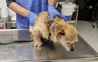 hund picurka ungarn autounfall