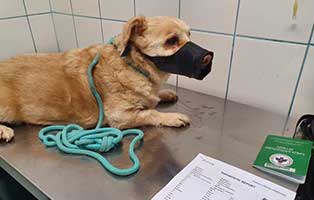 hund rolly ungarn einschlaefern