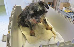 hund snoby bekescsaba lungenoedem