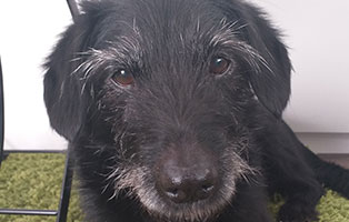 hund walli zuhause gefunden portrait