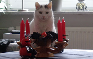 katze holli zuhause gefunden advent
