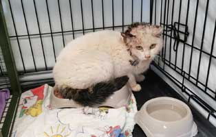 katze wilde hilde kastration