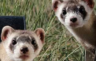 kuehnemund blog frettchen