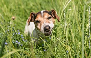 kuehnemund blog hund fisst grass