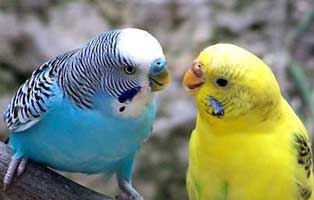 kuehnemund blog wellensittiche