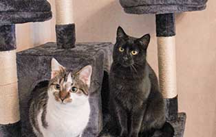 robin mund iveco zuhause gefunden kratzbaum