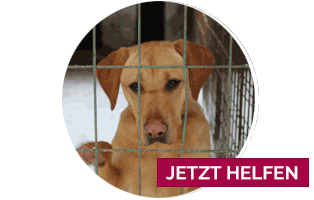 spendenpaket futter wasser napf