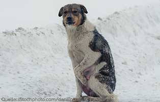 Futter für Ungarn hund einsam