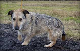 Ruede Polen 492481 6 Jahre