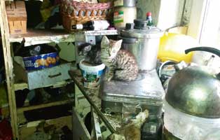 animal hoarding katzenbaby