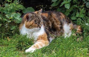 beitragsbild jahresbericht netzschkau 2019