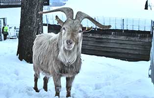 beschlagnahmung wollaberg ziegen bock
