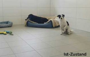 boxenstall hund jahresbericht wardenburg 2019