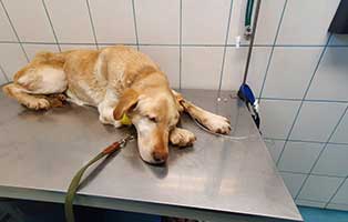 huendin ornella krebs verstorben