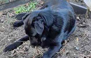 hund ari zuhause gefunden draussen