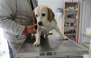 hund beagle weiblich fundtier bekescsaba