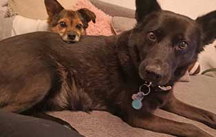 hund sam zuhause gefunden couch