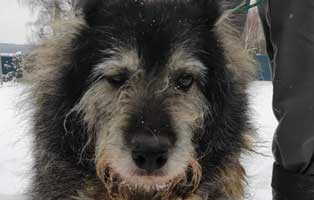 hund03 opa polen aufnahmepatenschaft