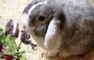 kaninchen erdnuss patentier