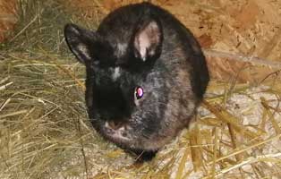 kaninchen mozart patentier