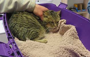 kater bonifac karton waerme