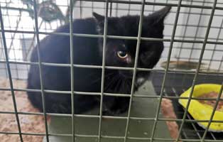 kater fangaktion katzenschnupfen auge