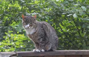 kater jahresbericht muenchen 2020