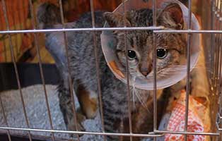 katze cukika unfall huefte trichter