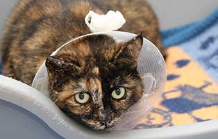 katze mascha tumor ohr trichter hilfe