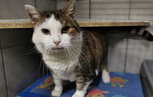 katze scheckchen tumor pfote transportbox