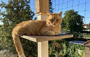 lisa leo lucy zuhause gefundn-balkonliegeplatz