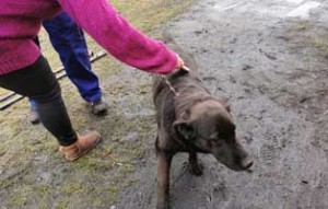 polenhunde ankunft hund