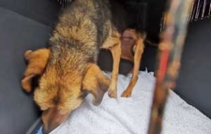 polenhunde ankunft hund2