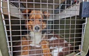 polenhunde ankunft transportbox