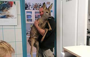 rehrettung bekescsaba behandlungsraum