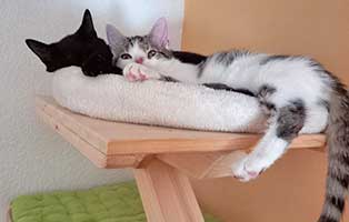 Nacho&Neon zuhause gefunden