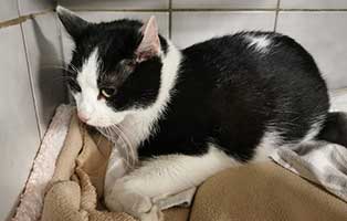 fundkater K098 21 tierschutzliga dorf