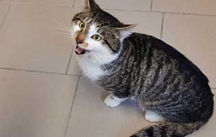 fundkatze K111 21 tierschutzliga dorf