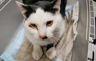 fundkatze K128 21 tierschutzliga dorf