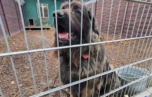 hund bienemaja pate gesucht auslauf