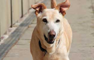 hund jahresbericht bueckeburg 2020