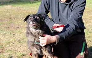 hund klausi notfall betreuer