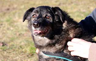 hund klausi notfall leine