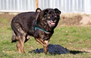 hund klausi notfall wiese