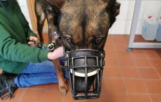 hund lex darmperforation knochen maulkorb