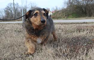 hund pepito herzproblem gassi