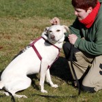 hund piper zuhause gesucht2