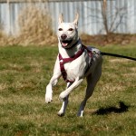 hund piper zuhause gesucht4