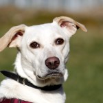 hund piper zuhause gesucht5